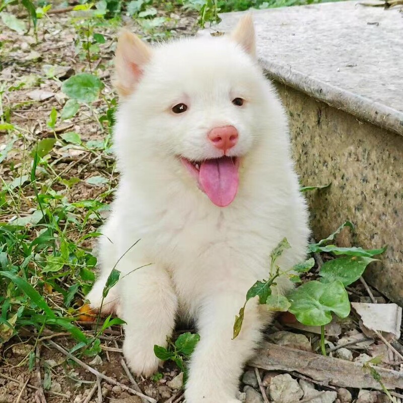Wholesale White Clay Pine Field Dog Puppies Live Dogs Medium-Sized White Clay Pine Dogs Loyal to Their Owners Puppies Pet Dogs Wholesale White Clay Pine Field Dog Puppies Live Dogs Medium-Sized White Clay Pine Dogs Loyal to Their Owners Puppies Pet Dogs