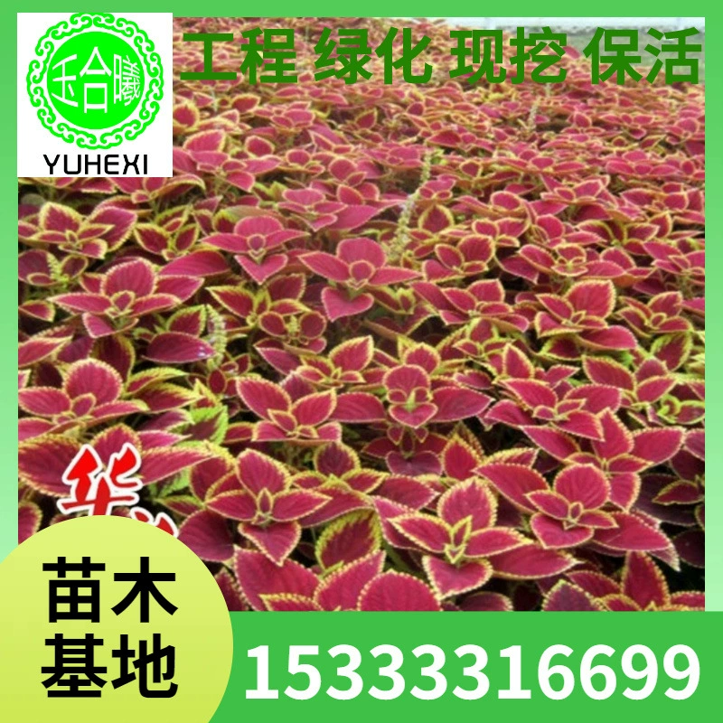 Поставка цветных рассады листовой травы, инженерных озеленительных декоративных растений, ярких цветов почвенного покрытия, цветов и листвы.