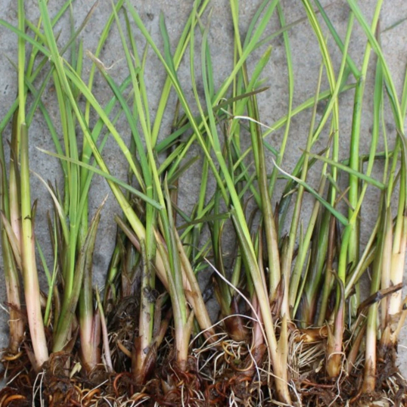 Оптовая Продажа с фабрики двойная вода побеги бамбука ноги белые побеги бамбука рис овощи высокие побеги бамбука Высокая Дыня рис рука водное озеленение декоративные воды Бамбук