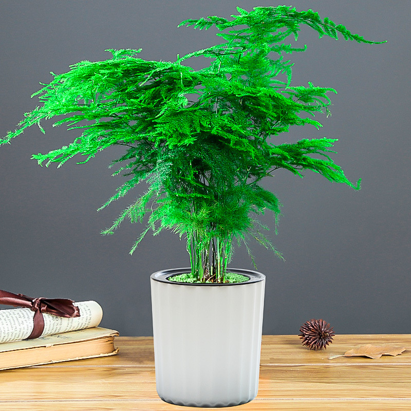 세로 줄무늬 [중분지 아스파라거스]에는 뿌리 파우더가 포함되어 있습니다.