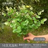 16-fork silk screen eucalyptus 7-branch eucalyptus engineering flower arrangement decorative silk flower home decoration money leaf