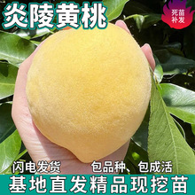 һ�����l�����S�Ҙ����ϱ���ͥԺ���������ļ��Nֲ�޽����Ә����
