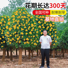 �ļ��𻨘������Լ޽Ӱ����Ϙ��辰��ֲ���_�������҃����̨ͥԺ