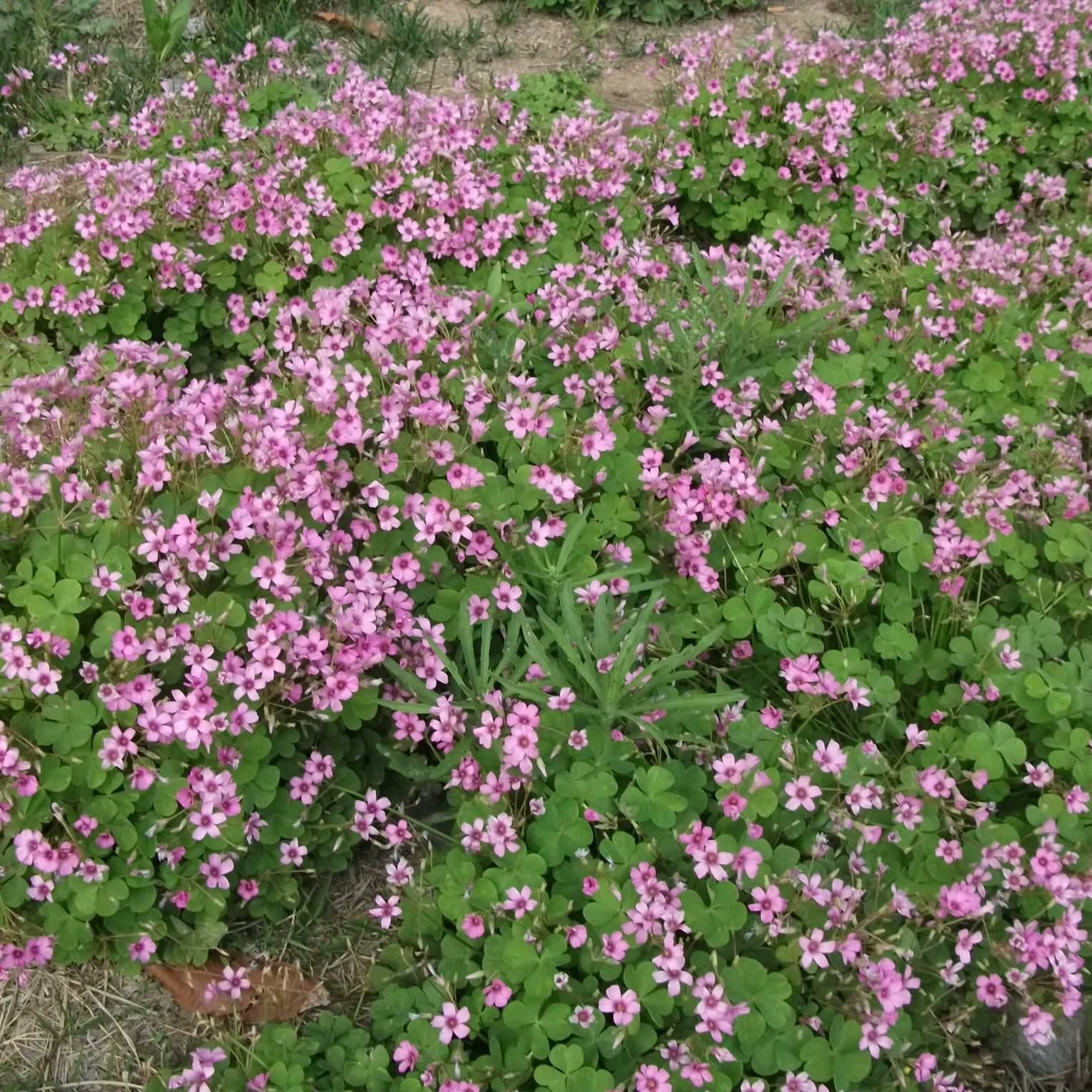 Поставка сафлора пресс мякоть трава горшечных Сиань, где есть сафлор пресс мякоть трава на продажу