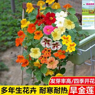 ɏNӺɻѴͥԺ̨҃׻N