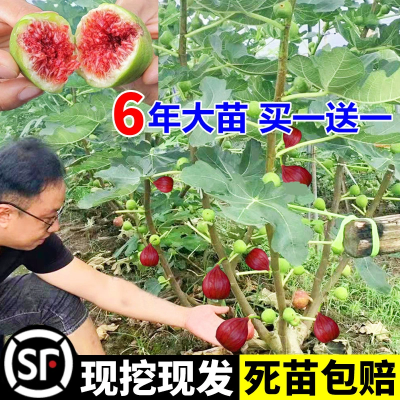 Смоковница саженцы в горшках