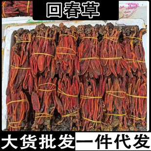 �ش��� ��ϻش��ݲ��ϲݲ�ɐ�ػش��ݮa��؛Դ���l���l