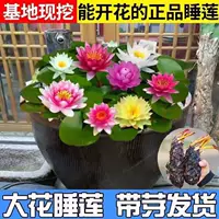 Парфюмерная вода Lotus Fish Tank Вода Корневой блок лотоса с бутоном Четыре сезона в горшке Гидропонное растение Размер двора Вода Цветок лотоса Рассада