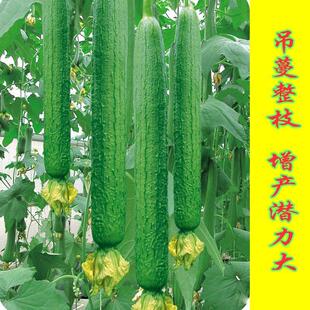 Green Prince High-Yielding Luffa Seeds, Medium-Green Luffa Hybrid First-Generation Disease-Resistant, Early-Maturing, Heat-Resistant Vegetable Seeds Sown in Spring and Autum