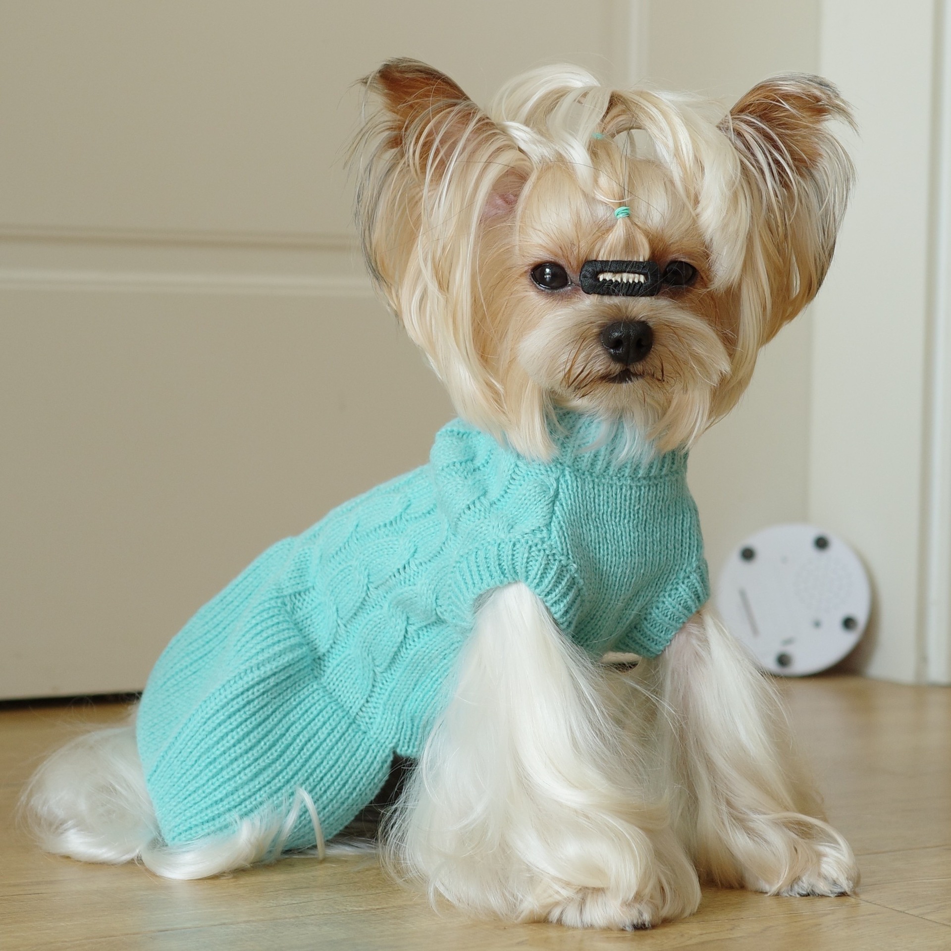 Pull tricoté pour chien, automne et hiver, vêtements torsadés pour animaux de compagnie, petit chien, Teddy Bichon, vêtements chauds, rose, bleu