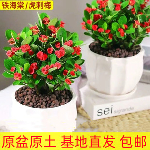 Malus Flower Potted Iron Malus Tiger Thorn Plum Flower Plant Indoor and Outdoor Heat-Resistant and Cold-Resistant Easy to Grow Green Plants with Flower Hair