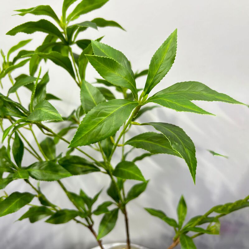緑植馬酔木室内客間に偽の枝葉を飾る緑植着地装飾シミュレーション植物鉢植え|undefined