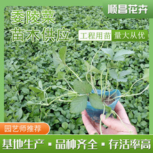 �����OӋ���������l �����޸�����ί��� ���~���~ί����o�¾G��