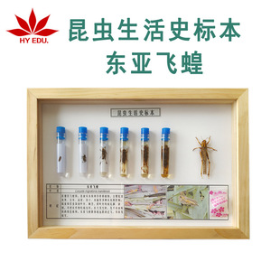 Insect Life History Specimen Oriental Grasshopper Biological Teaching Real and Vivid Red Apple Teaching Instrument