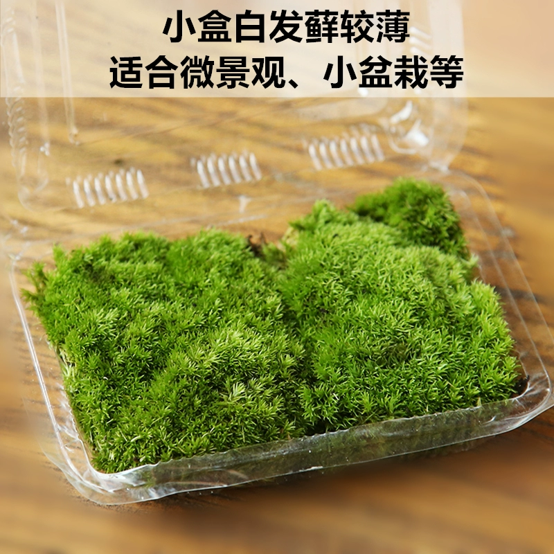 Свежий мох и мха микро-ландшафтный эко-бутылка с белыми волосами мох-скала в горшке мини-растение diy черепаха танк благоустройство