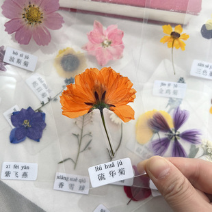 Plastic Dried Flowers Leaves Plastic Encapsulated Plant Specimens Plastic Real Leaves Stickers Understanding Flowers Real Leaves Flowers Bookmarks