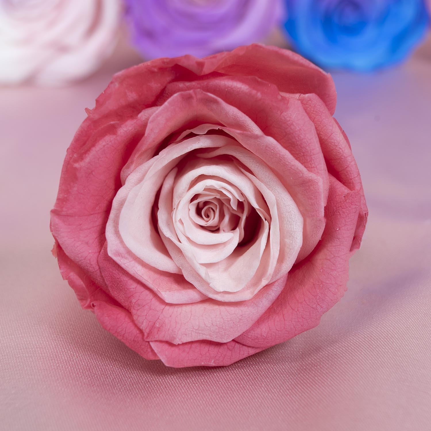 Yunnan Yongsheng flor fábrica al por mayor azul y blanco gradiente color conservado flores DIY flores eterna Rose cabeza grado A