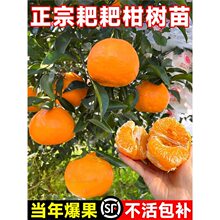 耙耙柑树苗正宗四川春见粑粑柑四季种植杷杷柑树苗盆栽橘子树果苗