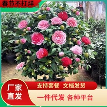 一件代发茶花树苗盆栽五色赤丹植物玫瑰花山茶花苗四季开花庭院室