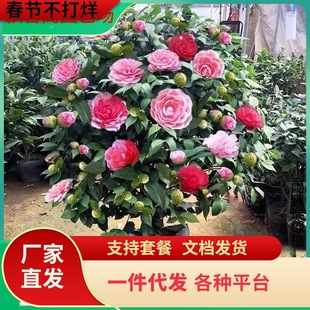 һ�����l�軨����������ɫ�൤ֲ��õ�廨ɽ�軨���ļ��_��ͥԺ��
