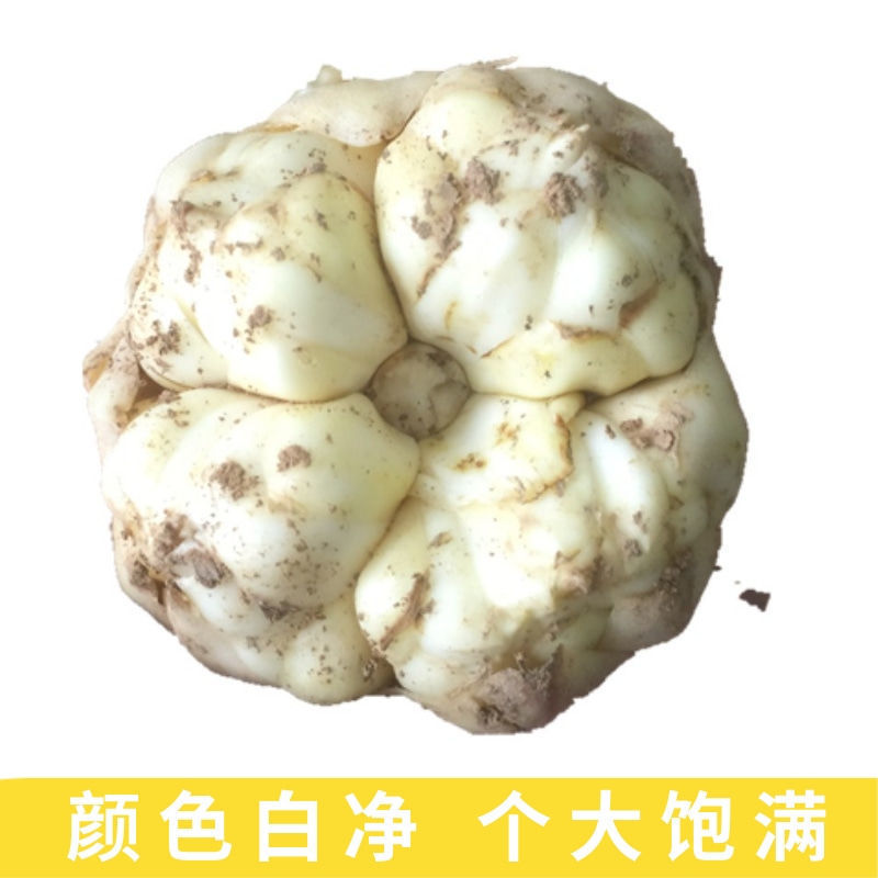 龙山新鲜百合现挖新鲜食用微苦无硫非兰州宜兴百合干货级功效|undefined