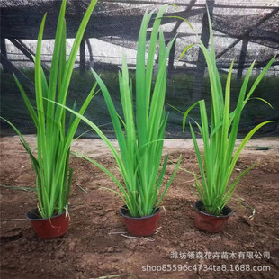 Aquatic Plants, Aquatic Irises, Aquatic Bananas, Wetland Greening, Water Body Greening, Landscaping Plants