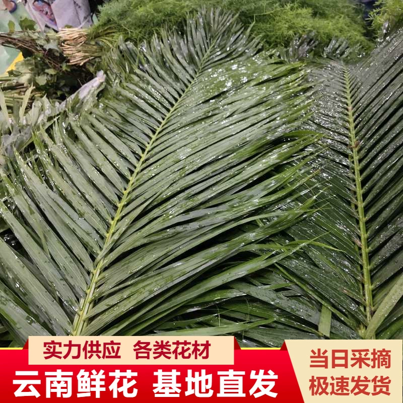 Юньнань свежий лист черепахи лист гардении альпийский папоротник бразильский лист все виды цветов с листом Свадебный лист оптом
