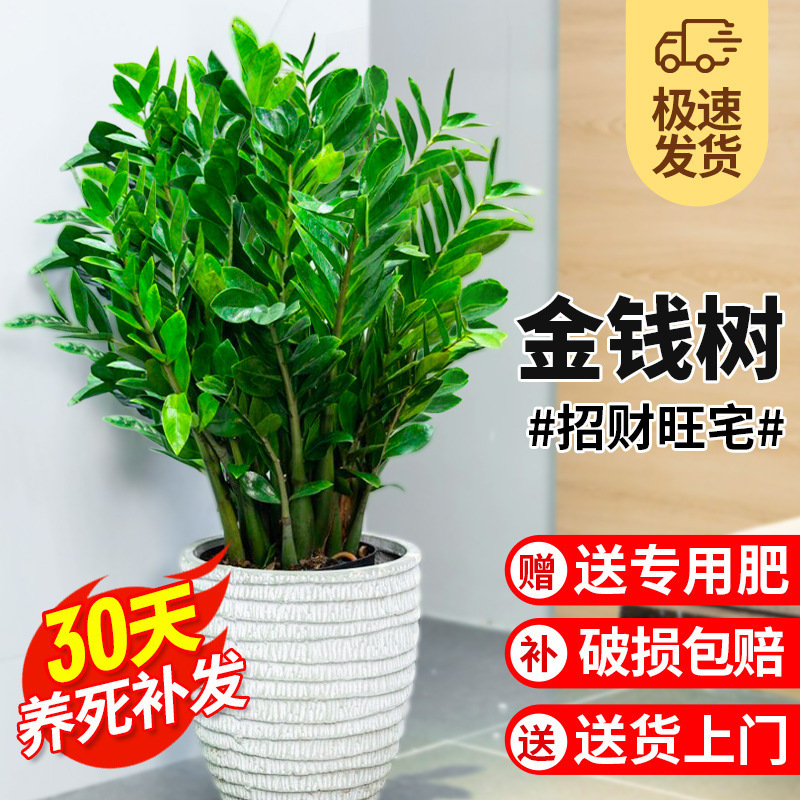Money Tree Potted Plant Large Green Plant Flower Indoor Money Tree Money String Plant Flower Easy to Maintain All Seasons