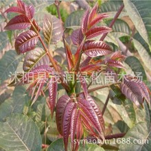 批发果树苗木当年可食用香椿树苗 香椿苗香椿树苗可盆栽 3年苗