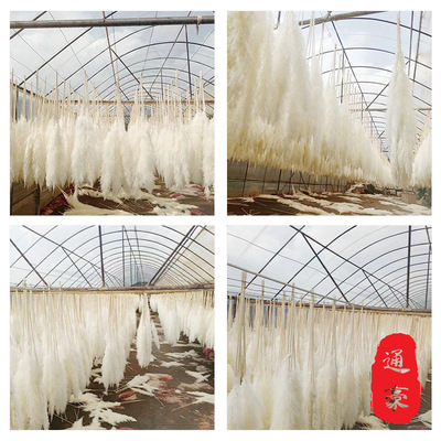 厂家现货批发漂白大芦苇干花婚庆家居装饰活动现场装饰大芦苇蒲苇|ru