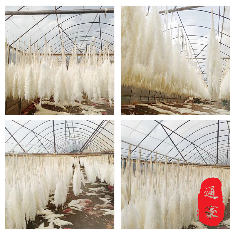 厂家现货批发漂白大芦苇干花婚庆家居装饰活动现场装饰大芦苇蒲苇|ru