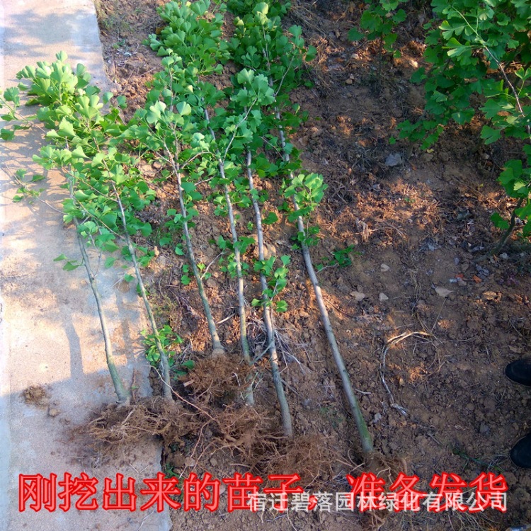 银杏树苗白果小苗 庭院植物行道绿化苗木 落叶性美观园林植物乔木