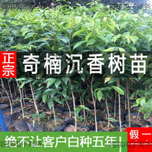 ���F��骳�������Ĵ�С�~��z�ľһ���Gľ�޽������纣�Ϙ��ľ
