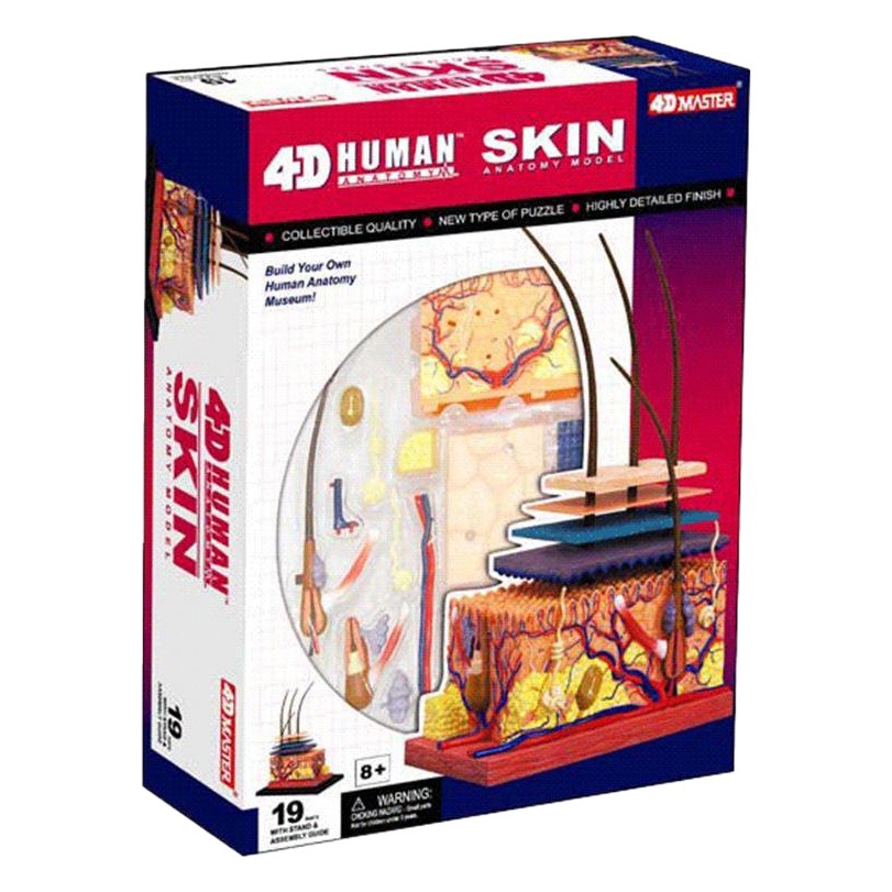 4D MASTER puzzle assembled toy human skin and hair organ anatomy medical teaching model