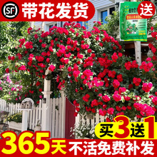 �Nޱ�����ļ��_�������¼��ش󻨘�ͥԺ�ٱ�ֲ�ﻨ�������̨õ��