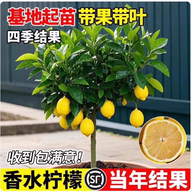 带果香水柠檬树苗盆栽室内室外结果无籽四季柠檬苗食用柠檬树果苗