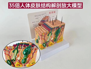 Three-dimensional skin tissue structure enlargement model hierarchical human body structure layered anatomy mold beauty plastic hair