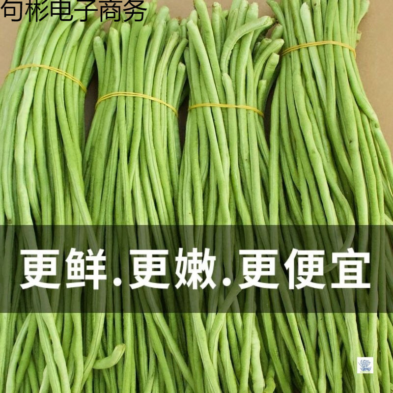 精选2025长豆角新鲜嫩豇豆做泡菜酸豆角当季蔬菜无筋农家现摘批发