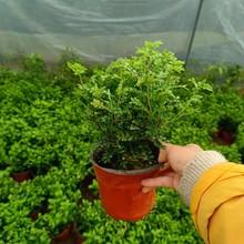 正宗清香胡椒木盆栽花卉室内外驱蚊草植物树苗老桩盆景九里香绿植