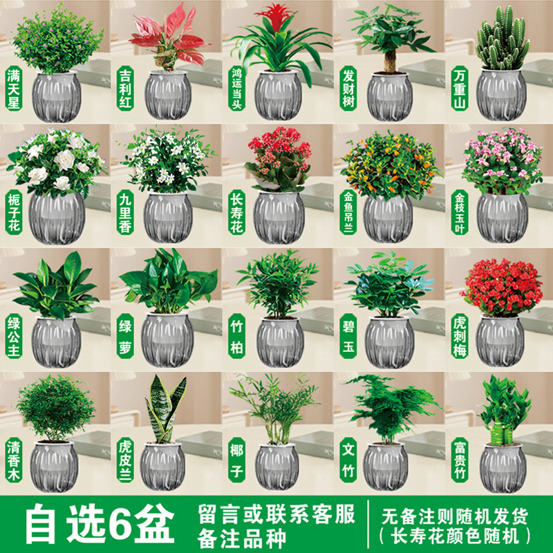 [원하는 녹색 식물과 꽃 6개 화분] 품종 비고(회색 호박 화분) + 영양액