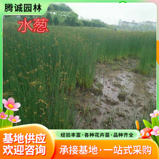 ˮ�[ֲ�����[��ݸ�� �^�p��ˮ�[����ˮ�|ͦˮֲ���ع��@���u
