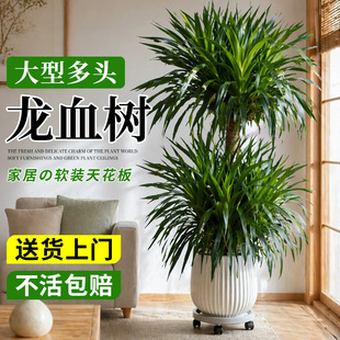 ��Ѫ��͏d�Gֲ�҃ȸ߼�����횘������^�Ϙ�ֲ�ﳬ���������辰