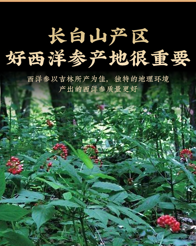 American Ginseng Powder (Panax quinquefolius) — Pure Changbai Mountain Hua Qi Shen Powder, 100g Jar key features