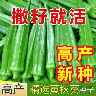 �S��������Լ�ͥ�̨ˮ���߲˷Nֲ�ļ��Gֲ��˷N�����������ȫ