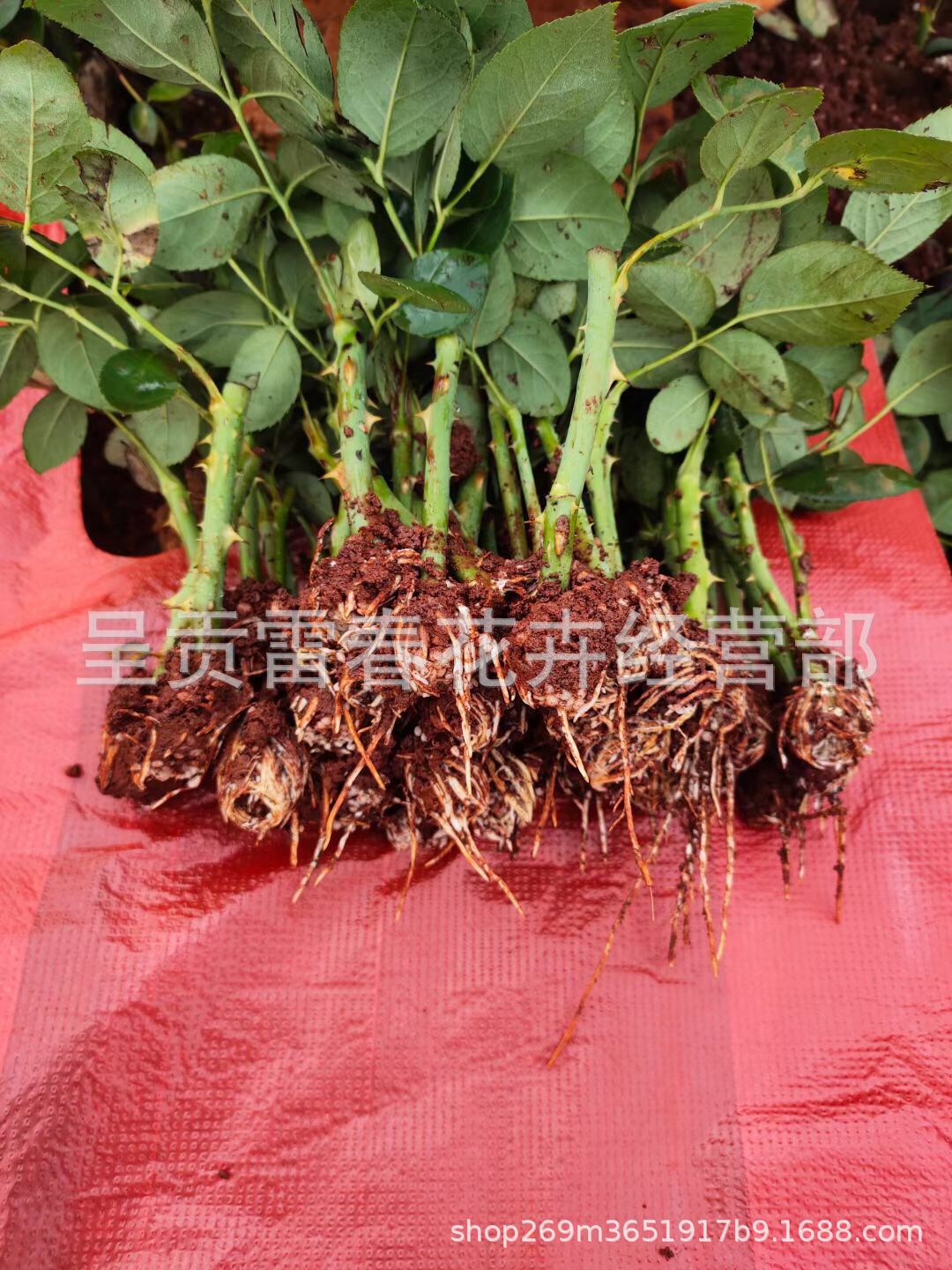 50棵起訂四季開花藤本月季花苗爬藤植物庭院大花薔薇花苗陽台花卉