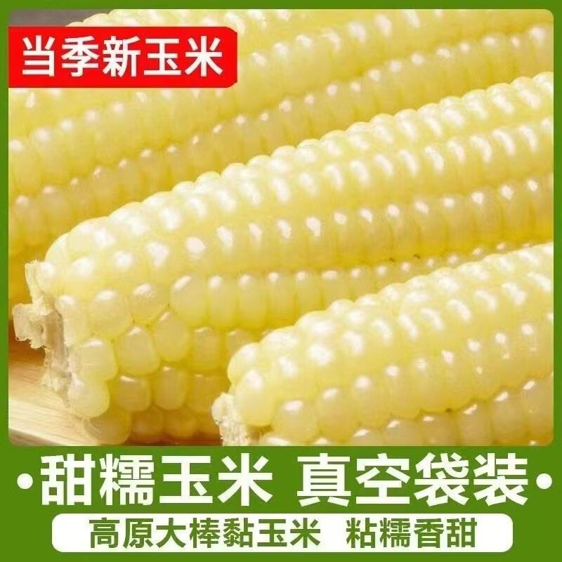 東北産新鮮な白もちとうもろこし、非遺伝子組み換えもちとうもろこし、低脂肪食代替品、全粒粉もちとうもろこし、冷凍保存|undefined