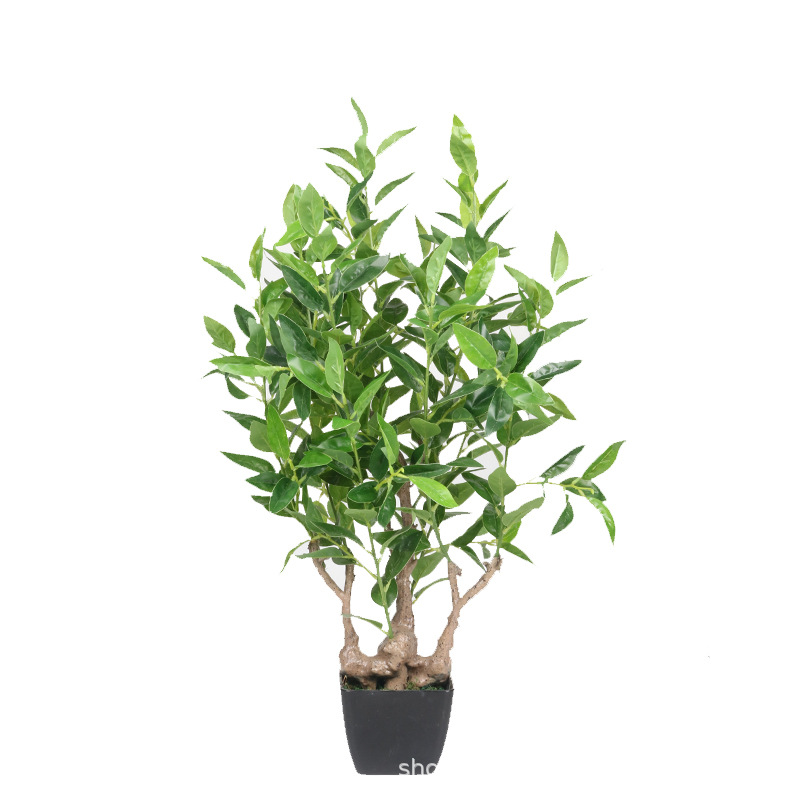 XRS-064 7#盆栽橄榄 1.jpg