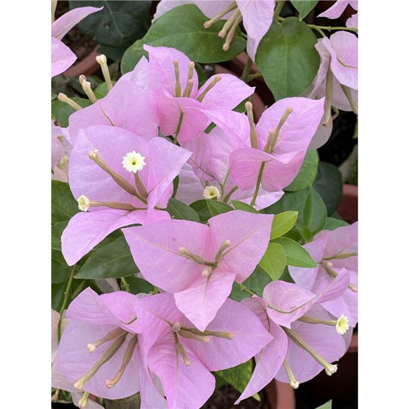 9.9 Flores frecuentes variedades de ciruela triangular en maceta jardín de plántulas es bueno para alimentar las plantas de vid de flores image 34