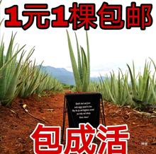 美国库拉索芦荟苗美容院芦荟灌肤专用绿植盆栽食用室内鲜芦荟植物