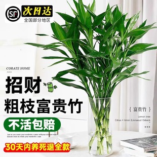 ���F��ˮ��ֲ���D�\�������҃Ȏ���ˮ�B���~��ؔ���ӾGֲ�ļ����B